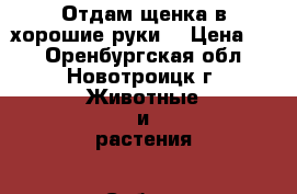 Отдам щенка в хорошие руки. › Цена ­ 0 - Оренбургская обл., Новотроицк г. Животные и растения » Собаки   . Оренбургская обл.